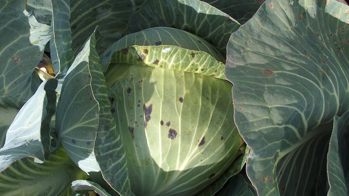 Mycosphaerella in kool
