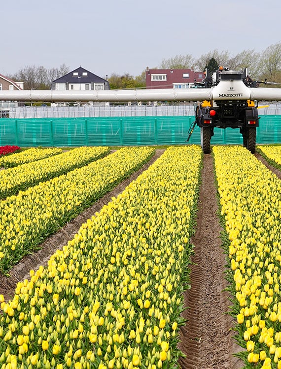 Spuittechniek veld tulpen Syngenta