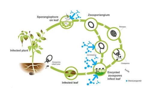 Phytophthora levenscyclus