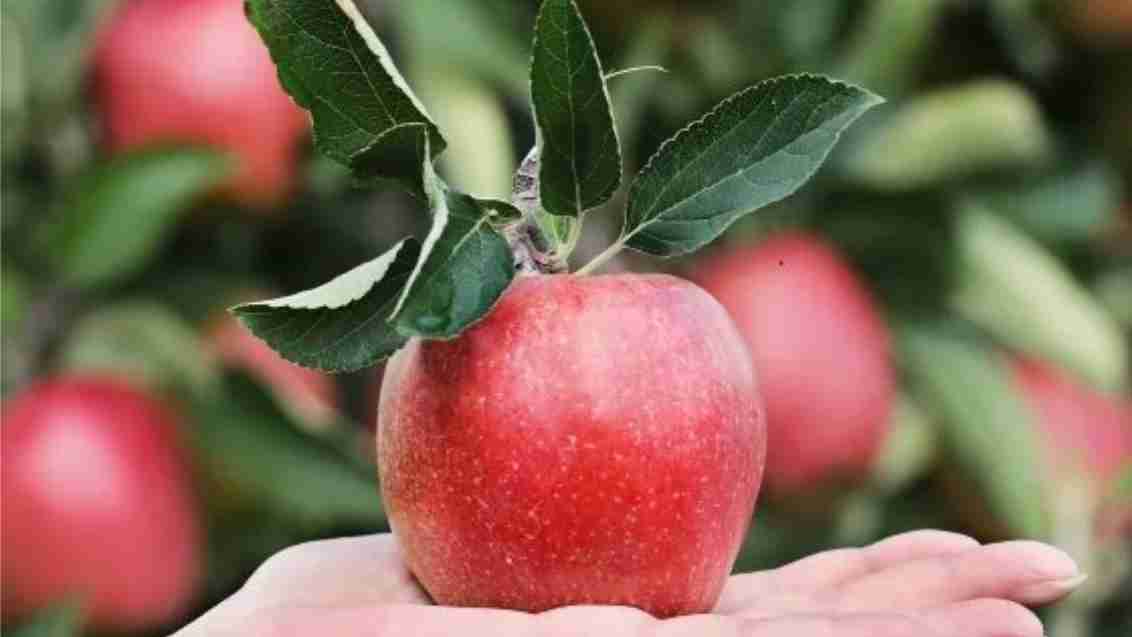 Appel