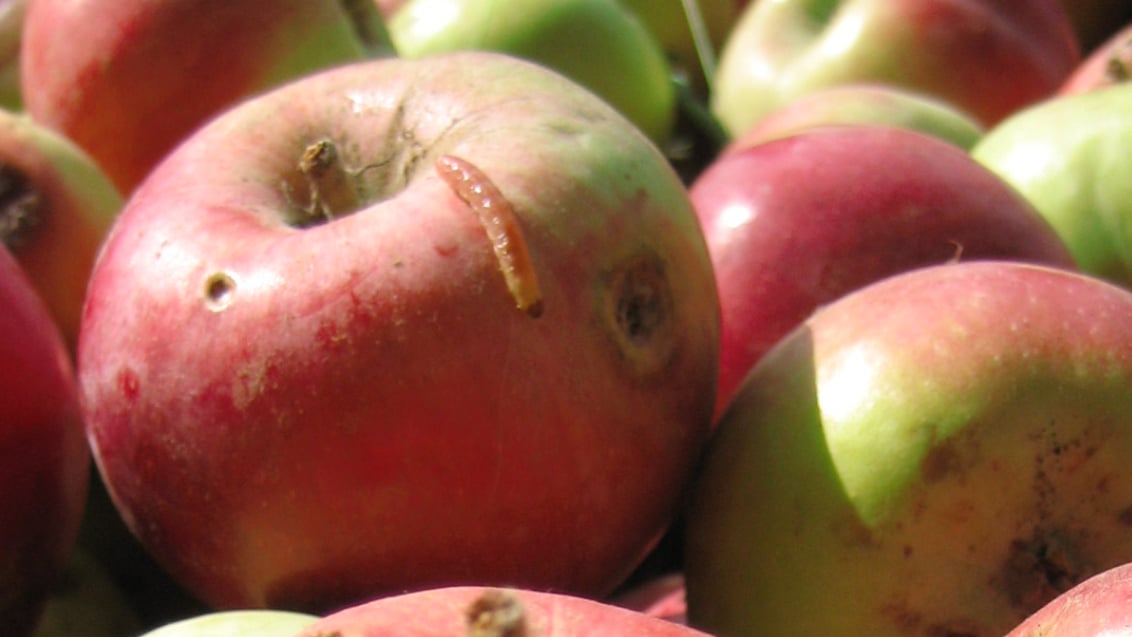 Appel met aantasting