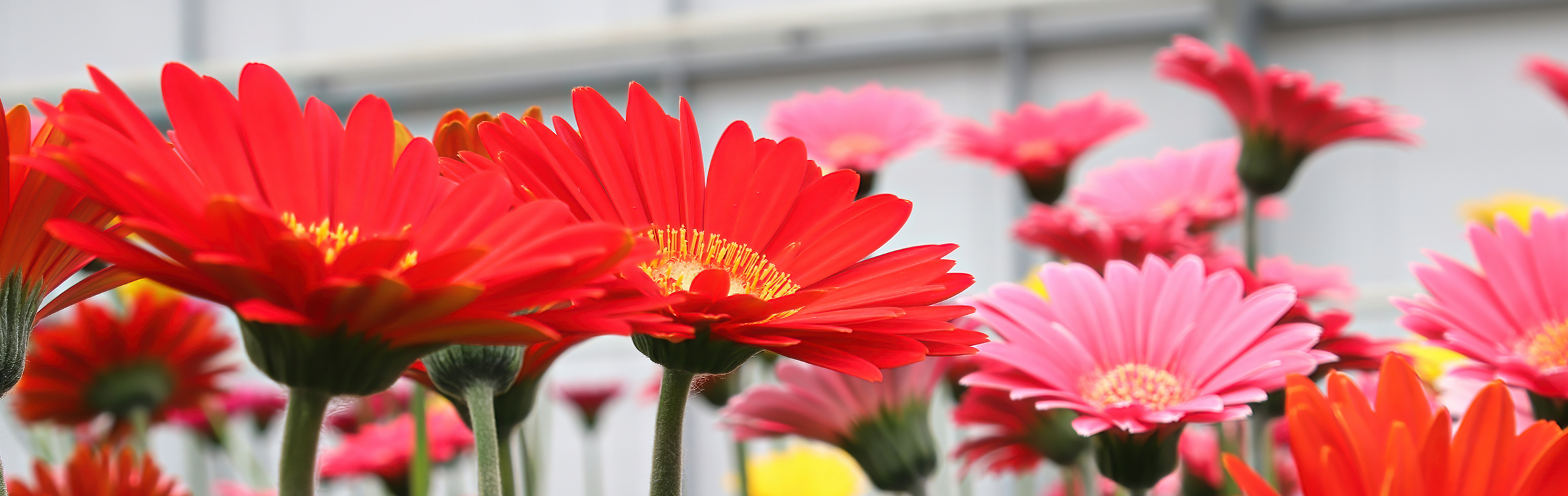 Gerbera hulpstoffen