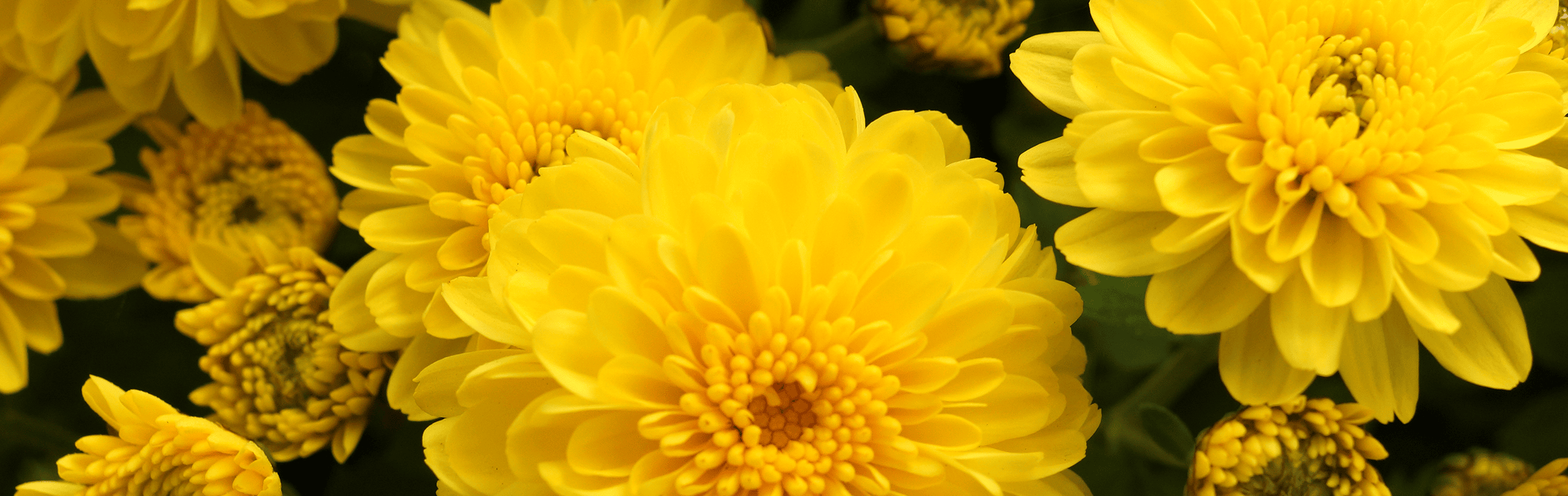 Insectencontrole Chrysant