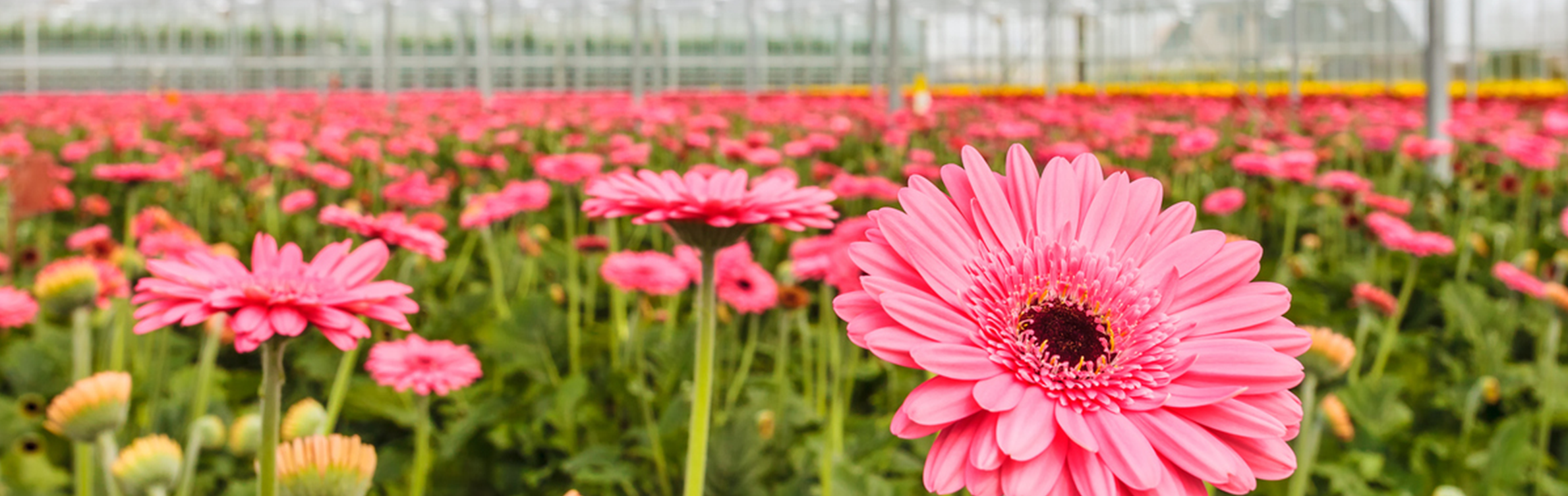 Schimmelbestrijding in gerbera