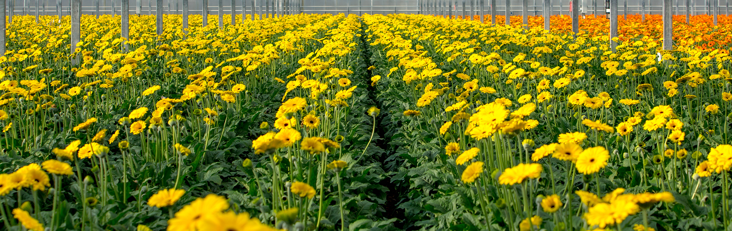 insectencontrole gerbera