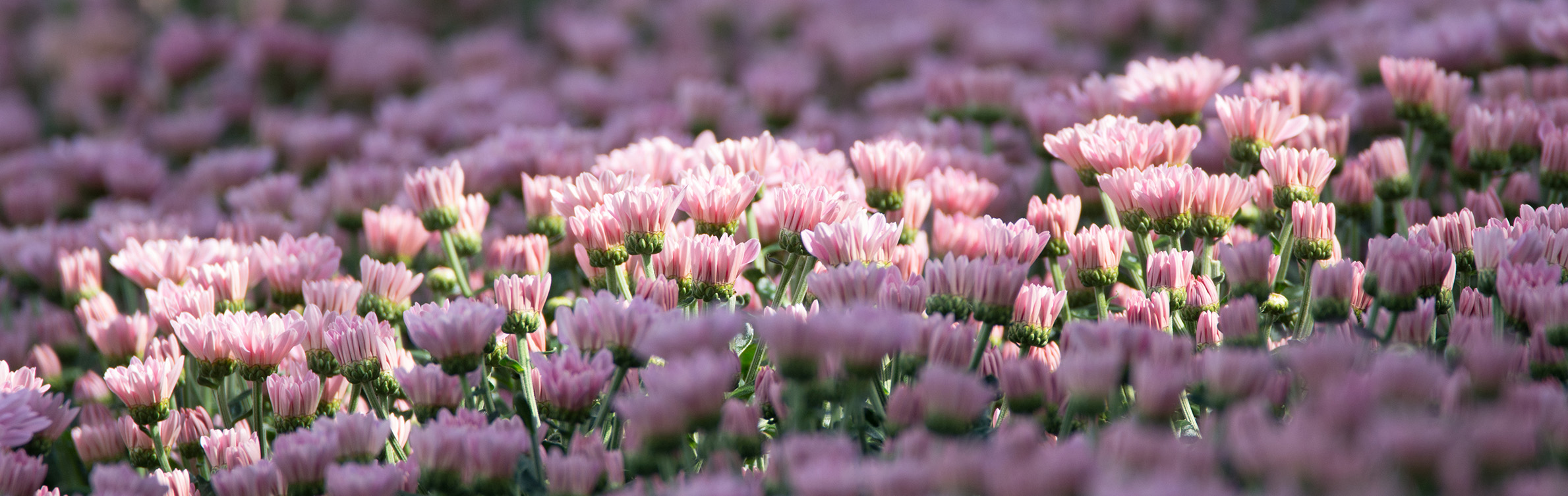 BNL_Sierteelt_Hero_Chrysant_schimmelbestrijding