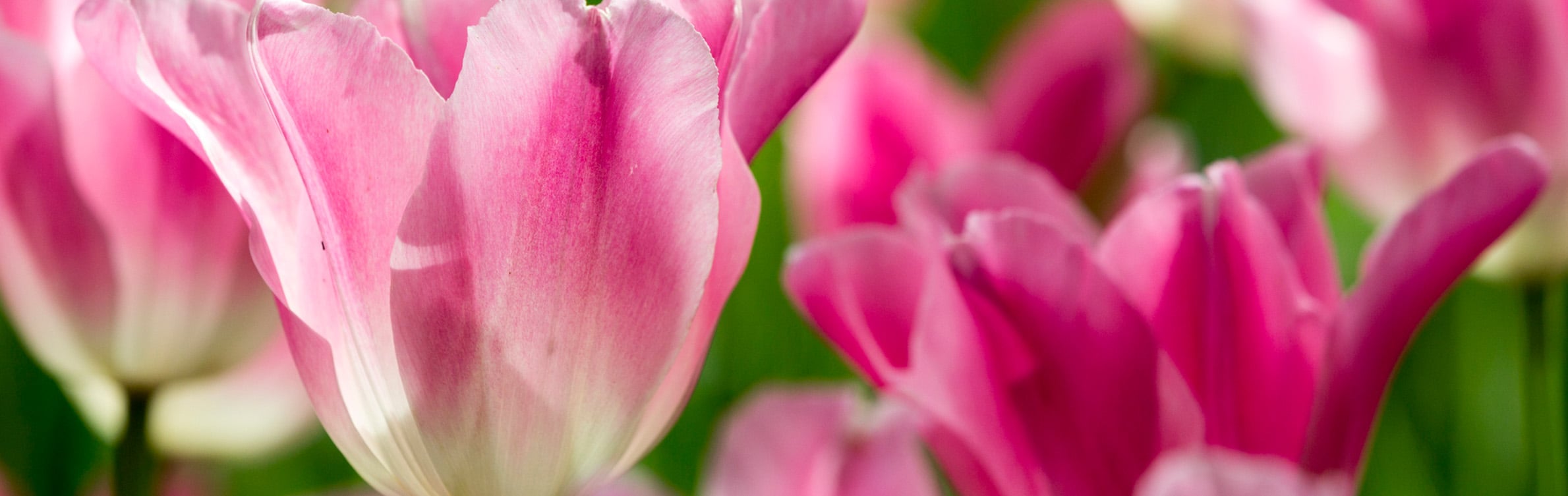 Tulp Schimmelbestrijding