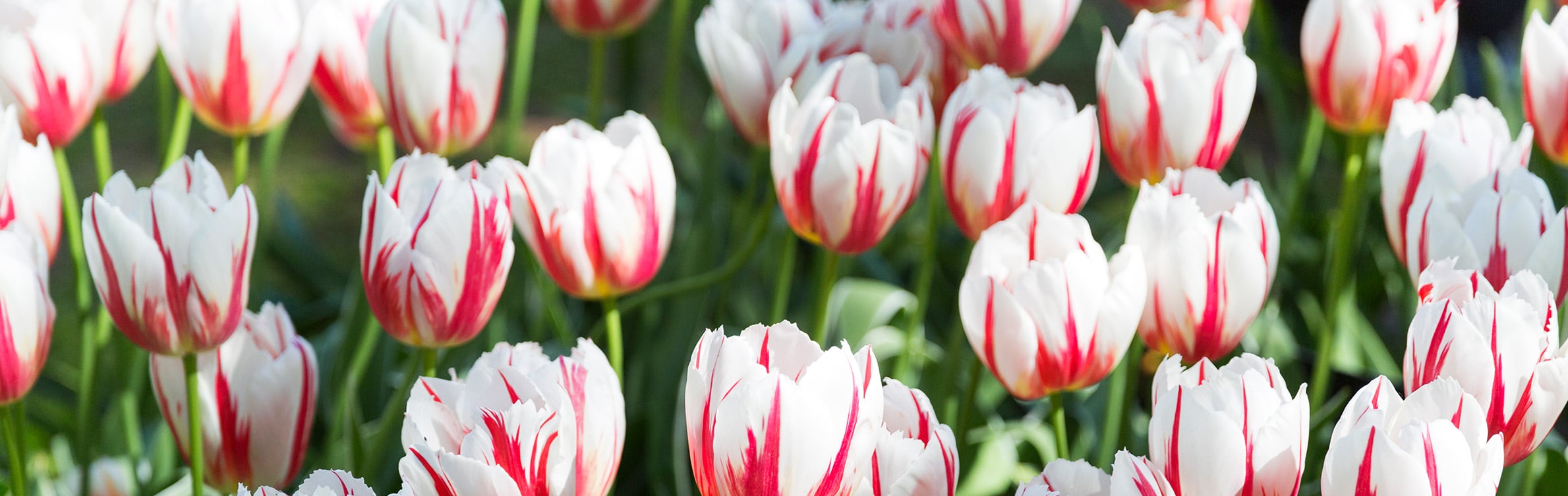 Tulp insectenbestrijding