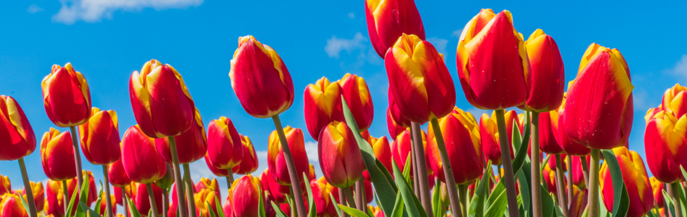 Tulp onkruidbestrijding