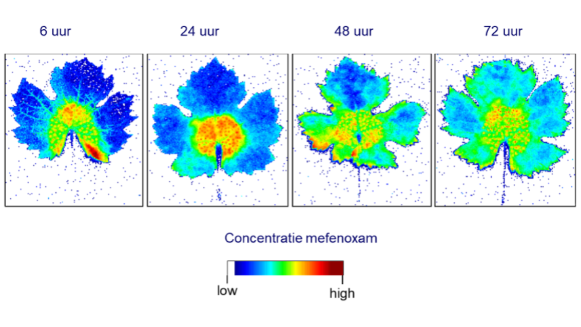 Distributie van radio-gelabelde metalaxyl-M: 6, 24, 48 en 72 uur na toepassing druppel op bladbasis.