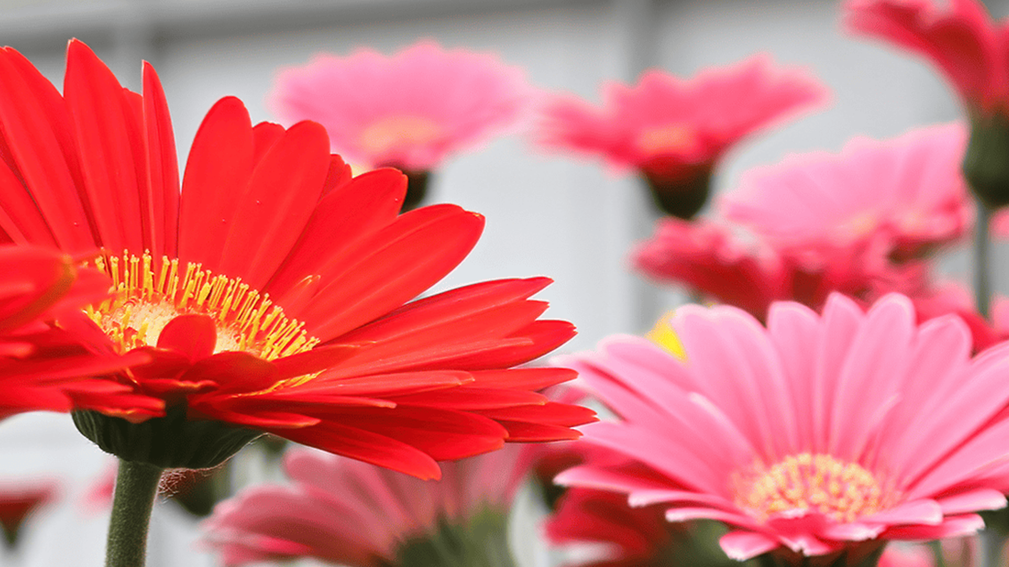Gerbera tijdelijk