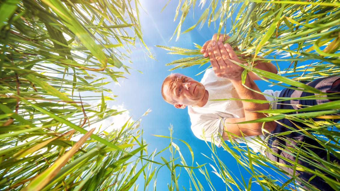 Farmer in the field