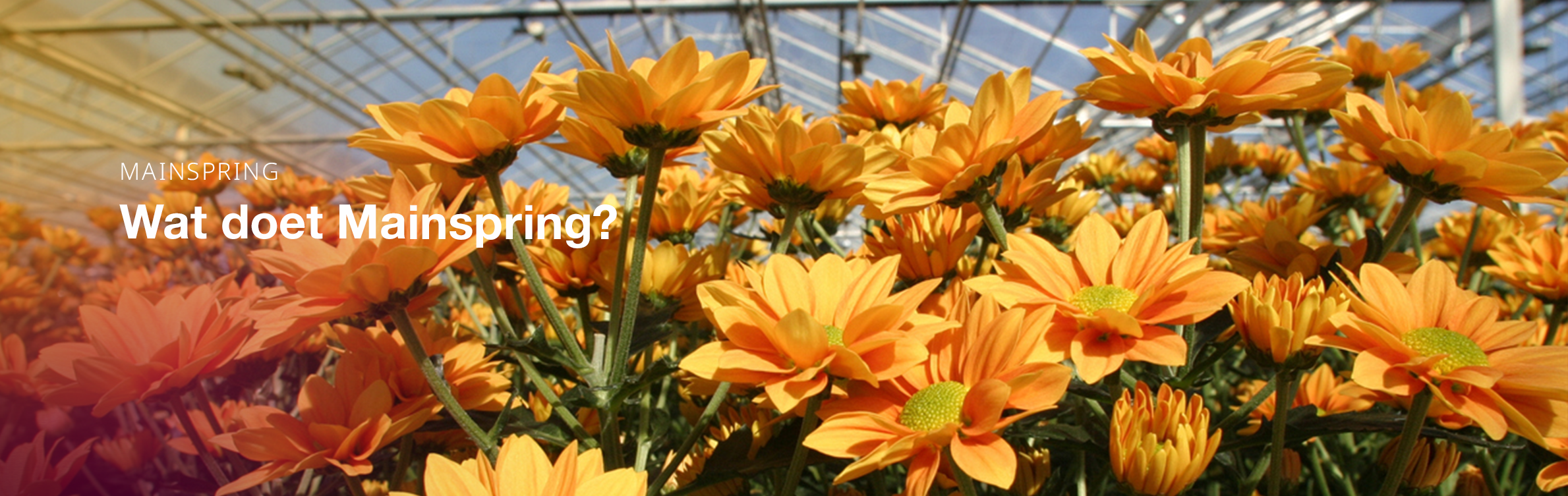 Mainspring: wat doet het?