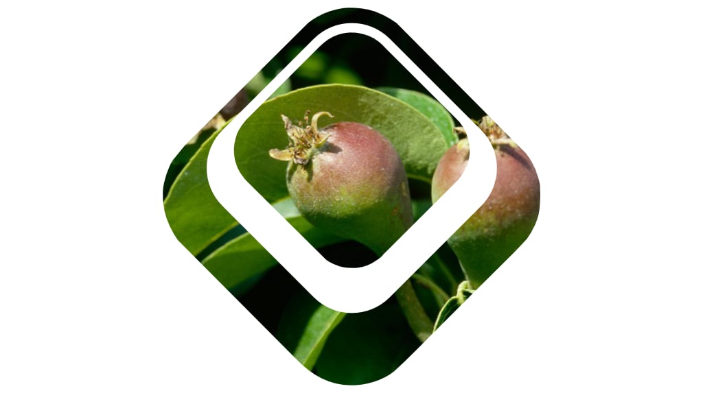 Peren na zetting