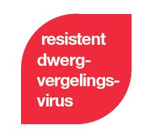 HYVIDO Neo rassen zijn resistent tegen het dwergvergelingsvirus