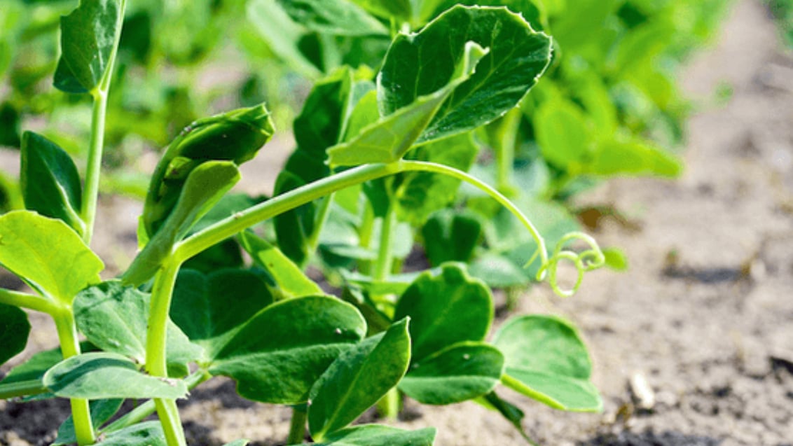 Seedcare bonen en erwten