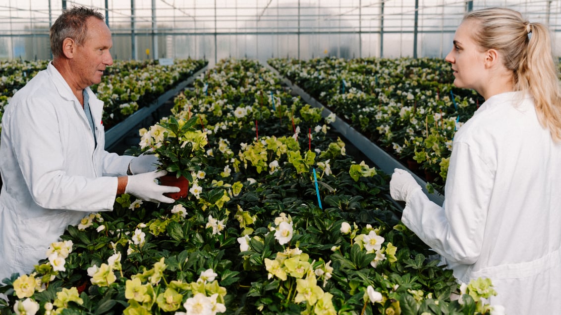 Syngenta vacature groen