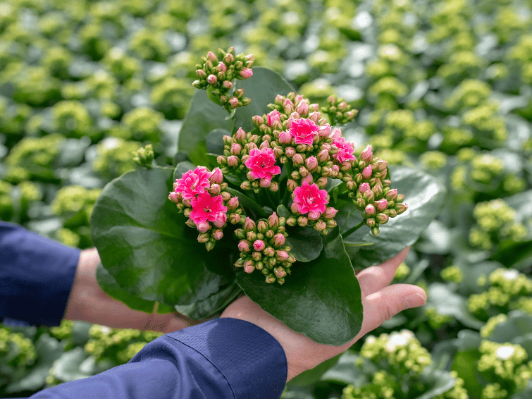 Handen houden groene plant met kleine roze bloemen in kas vol planten