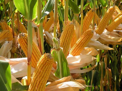 Mais telen in een veranderend klimaat - voor welke keuzes sta je