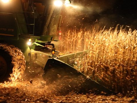 Opbrengst maïs mogelijk dit jaar nog belangrijker criterium?