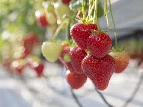 285x214_BNL_PCH Aardbeien
