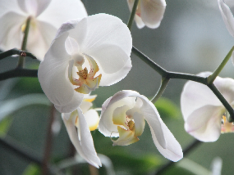 285x214 orchidee