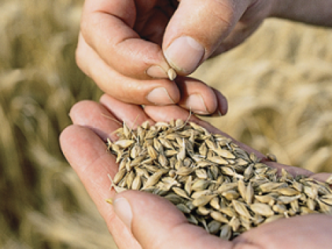 Syngenta neemt deel aan WUR project Brouwgerst