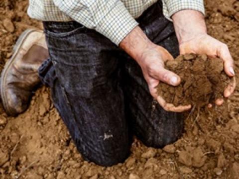 Vertroetel je mais in een goede bodem. Waar op letten? Bodem in conditie = hoge maïsopbrengsten + ruwvoeder van hoge kwaliteit = gezonde dieren en hoge melkgiften uit ruwvoer! 7 praktische tips 