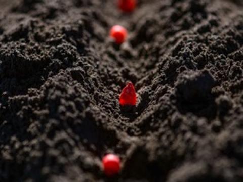 Met FORCE behandelde zaden vereisen aangepaste zaaidiepte