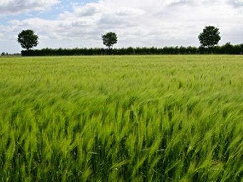 HYVIDO Hybride gerst is meer dan alleen een hoge opbrengst. Nu ook  naast een tolerant ras ook een ras dat resistent is voor gerstvergelingsziekte (BYDV)