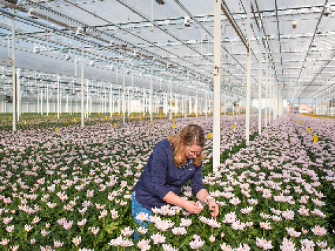 chrysant