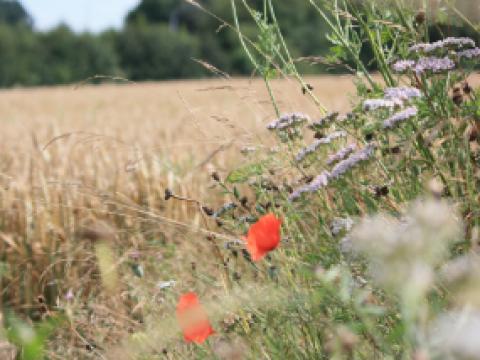 Biodiversiteit