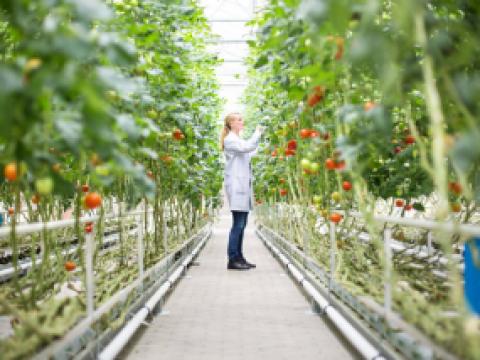 Syngenta biotech