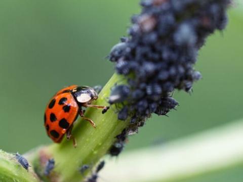 Karate Next insecten