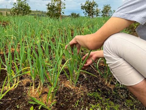 onion field
