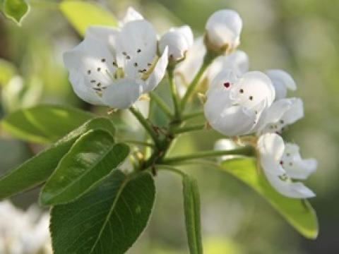 285x214_bnl_perenbloesem-foto