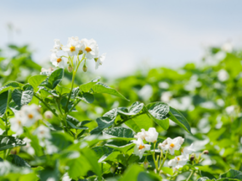 Hordes opwerpen tegen phytophthora