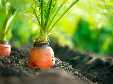 carrots