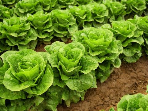 Lettuce field