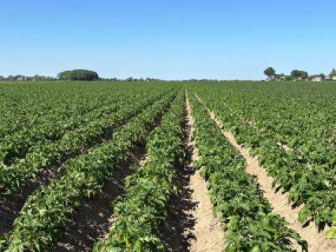 Aardappelveld
