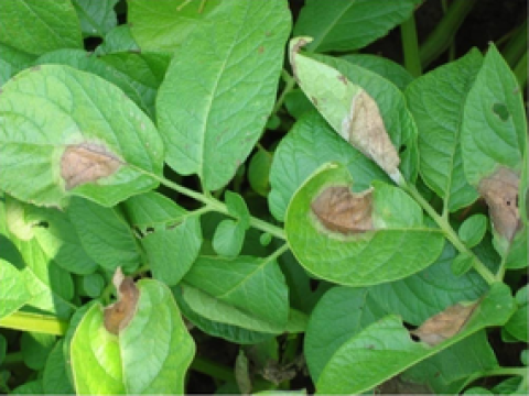 Actueel risico: Phytophthora in aardappelen