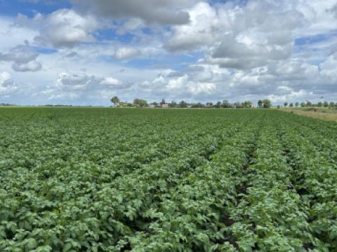 Aardappelveld 4 juni
