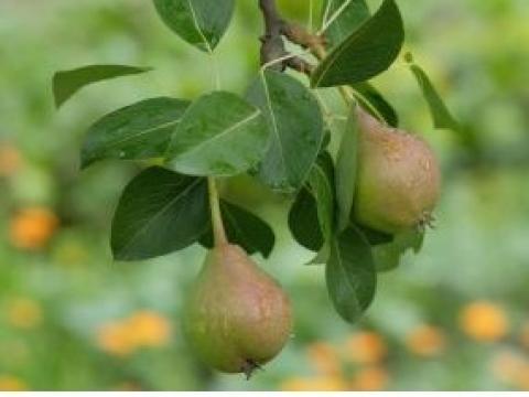 285x214_bnl_peren_in_juni.jpg