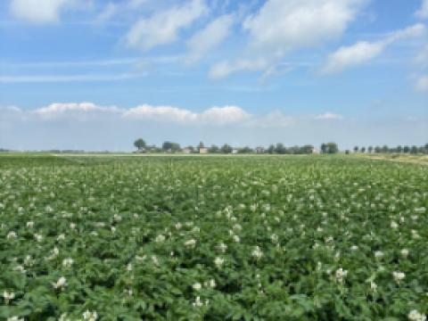 Aardappelveld