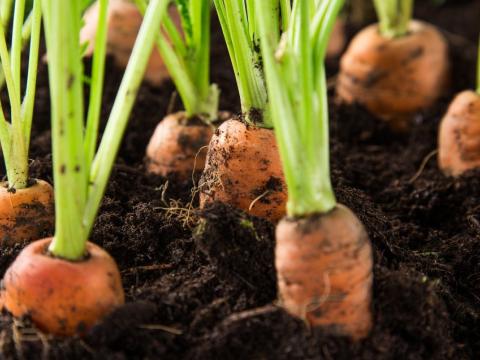 carrot field