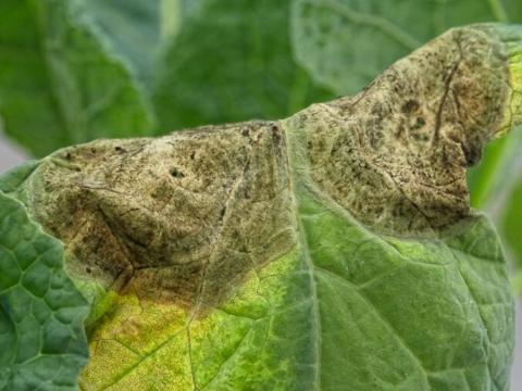 Groene rups op een blad, close-up foto