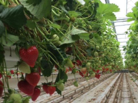 Aardbei