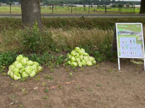 Stapels groene appels op de grond naast informatiebord in een park
