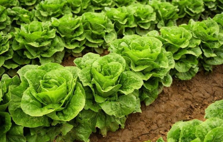 Lettuce field