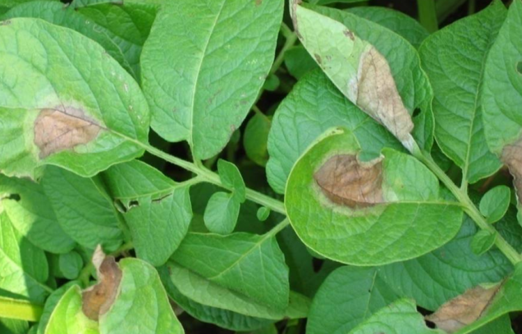Actueel risico: Phytophthora in aardappelen